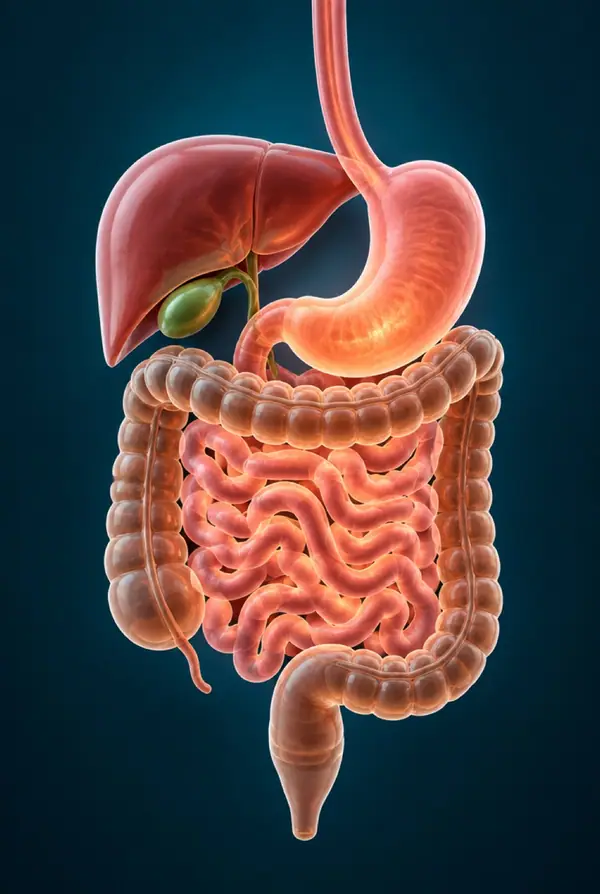 Consulta de enfermedades digestivas y funcionales